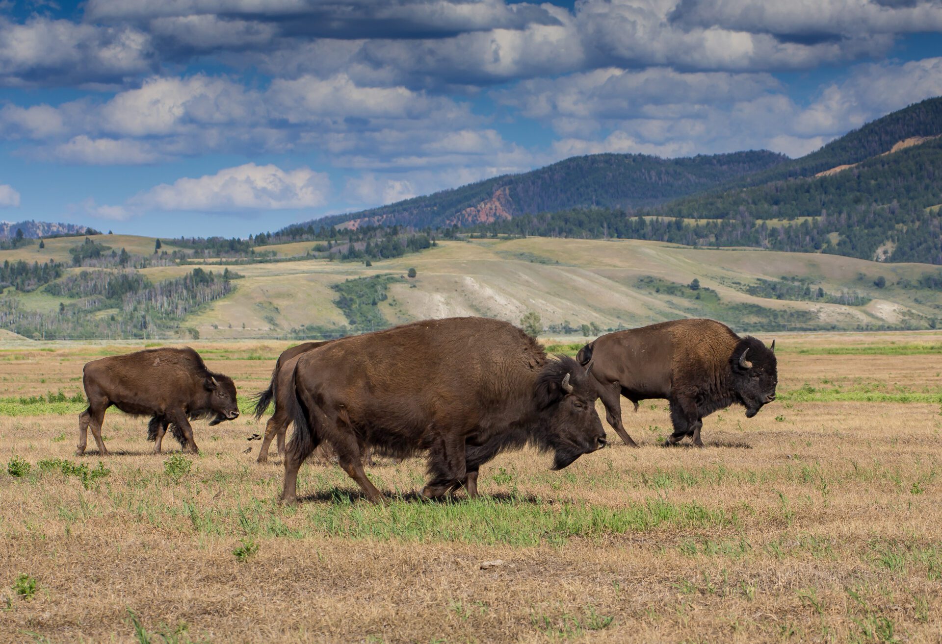 American Bison, Wyoming